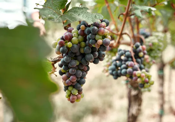 Markowitsch Impressionen8