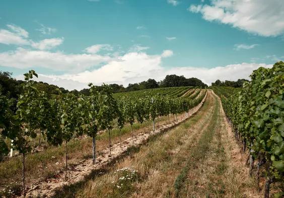 Markowitsch Impressionen9