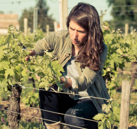 Frau in einem Weinberg überprüft Reben an einem sonnigen Tag.