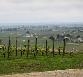Weinberg mit grünen Reben vor einer weitläufigen, dörflichen Landschaft.