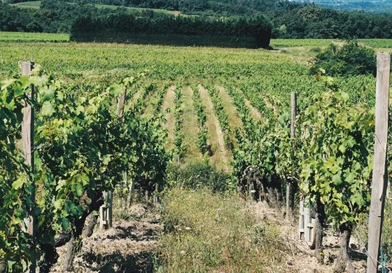 Terres dImaginaire Weingarten Rebzeilen 2