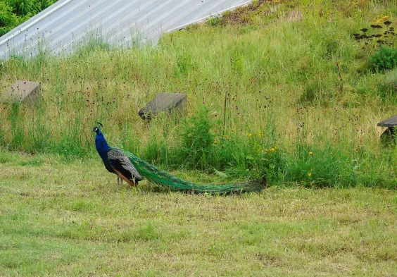 Val del Prete Weingarten Pfau