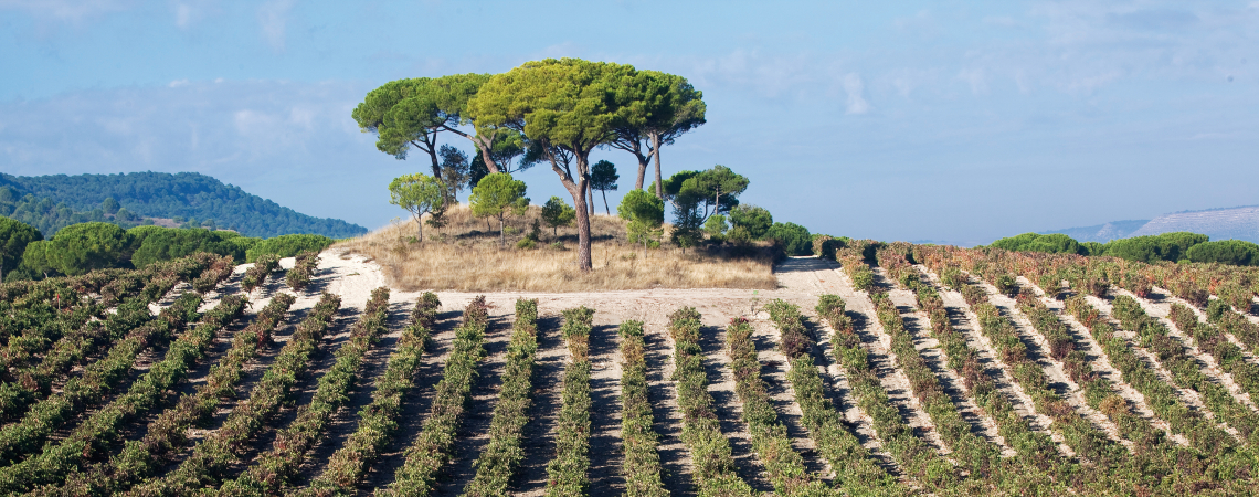 VegaSicilia Bodega winery 005 1704