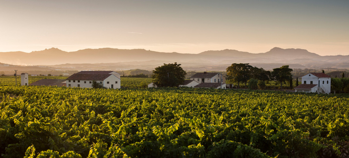 Weinberge bei Sonnenuntergang mit Gebäuden und Bergen im Hintergrund.