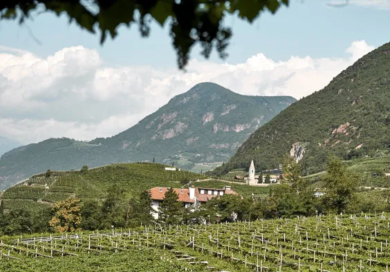 Waldgries Ausblick