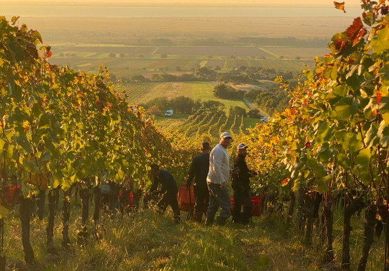 Weingarten vom Hugelrucken c Christian Tschida