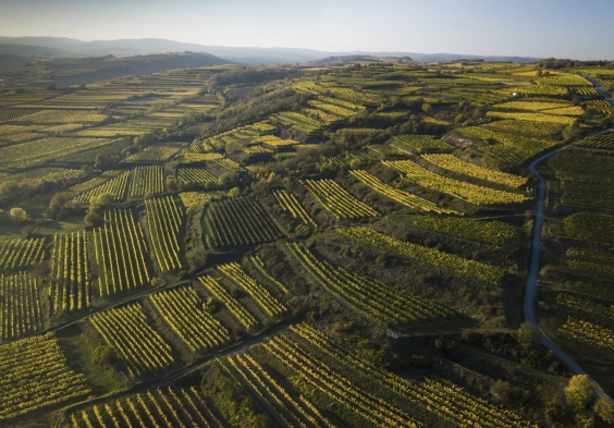 Weingut Hiedler Steinhaus