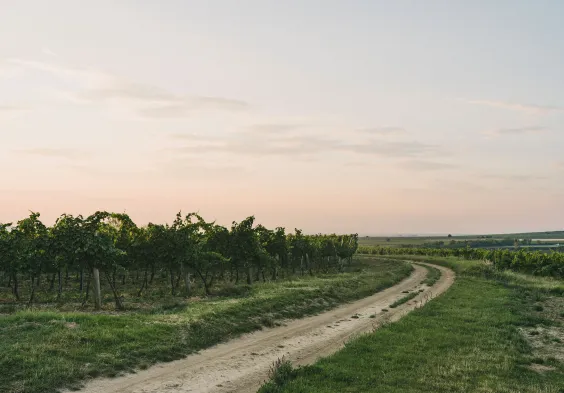 Weingut Hiedler Thal by Julius Hirtzberger