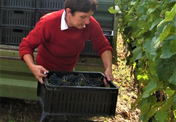 Weingut Schwarz (3)