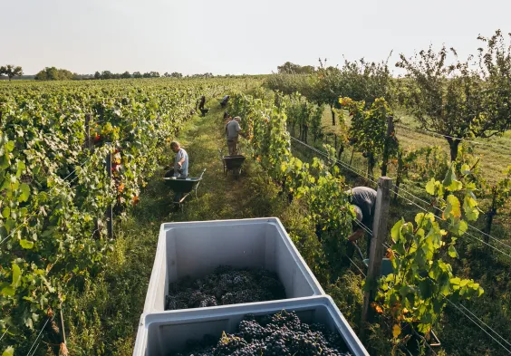 Weninger Winery   Harvest on Hochaecker 02   c Nicole Heiling