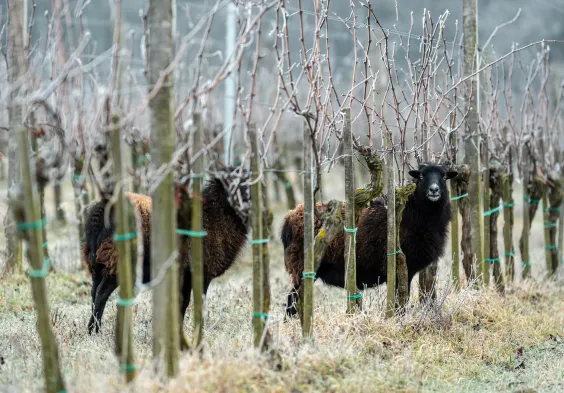 Weninger Winery   sheep on Frettner 02   c Tilo Wiedensohler