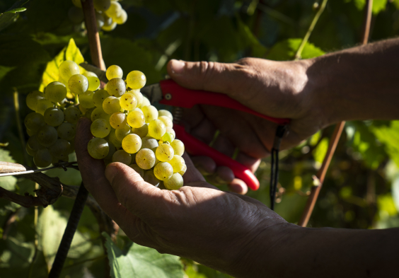 Zuccolo grapes