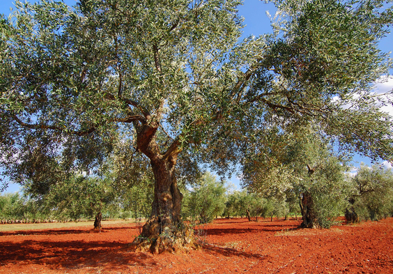 belic istrien olivenbaum auf typischer roter erde