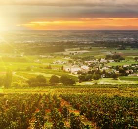 Sonnenuntergang über weiten grünen Weinbergen und Hügeln.