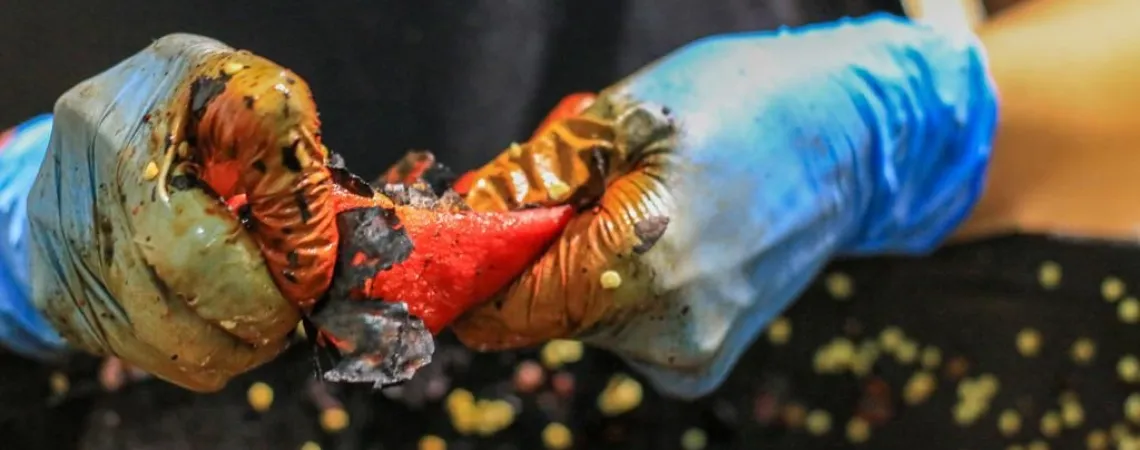 Person mit blauen Handschuhen schält eine rote Paprika.