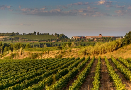 Weite Weinberge unter klarem Himmel, im Hintergrund ein Gebäude.