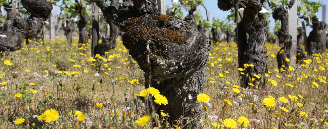 le coteau vignes printemps
