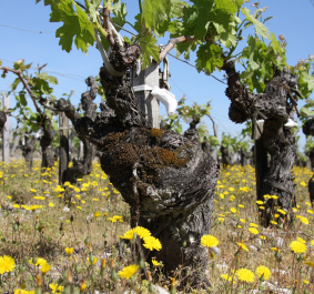 Weinreben im Frühling, umgeben von gelben Wildblumen und blauem Himmel.