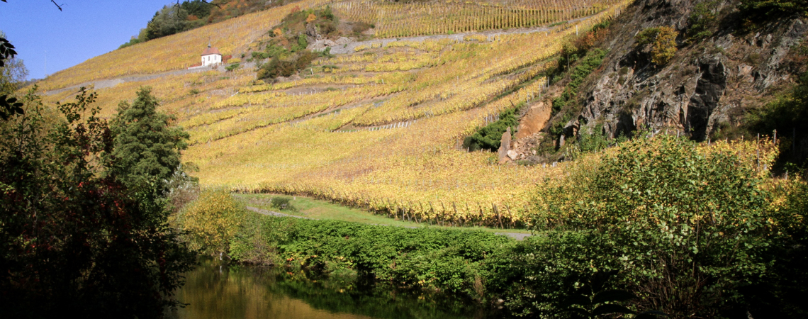 Weinberge mit herbstlichen Farben an einem sonnigen Hang, ruhiger Fluss im Vordergrund.