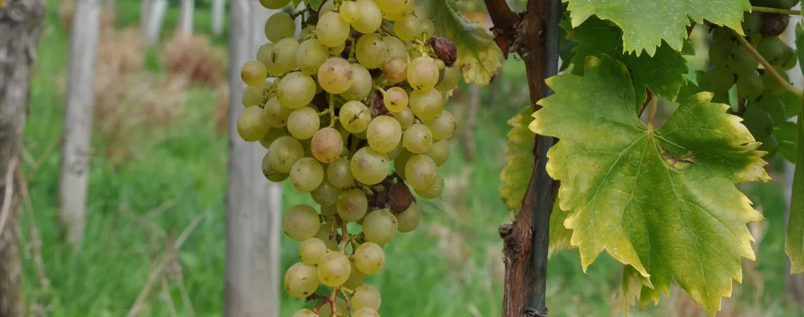 Reife grüne Trauben mit großen Blättern an einem Weinstock.