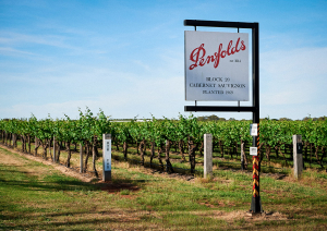 Weinberg mit rows von Rebstöcken und einem Schild unter blauem Himmel.