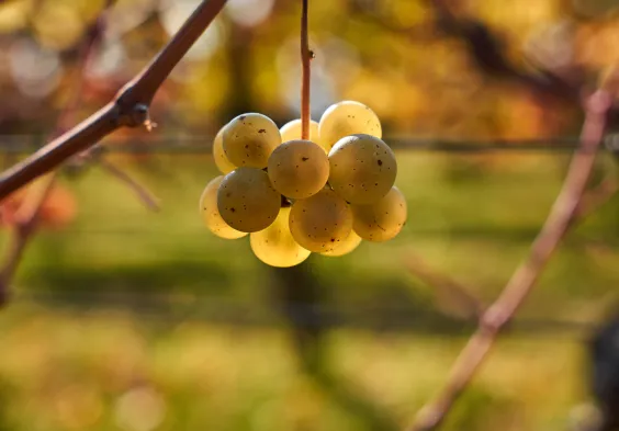 bruendlmayer Weingarten 4