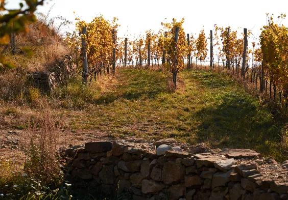 bruendlmayer Weingarten 3