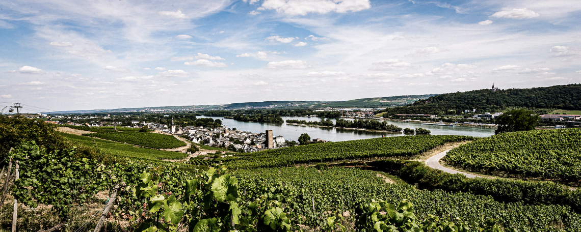 Weitläufige Weinberge am Fluss mit Stadt und bewaldeten Hügeln im Hintergrund.
