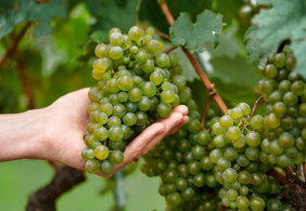 Teaser Alleskoenner Gruener Veltliner